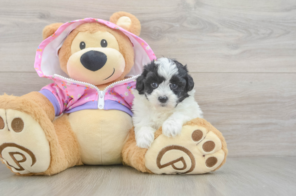 5 week old Maltipoo Puppy For Sale - Simply Southern Pups