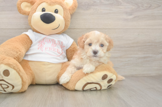 Maltipoo Puppy for Adoption