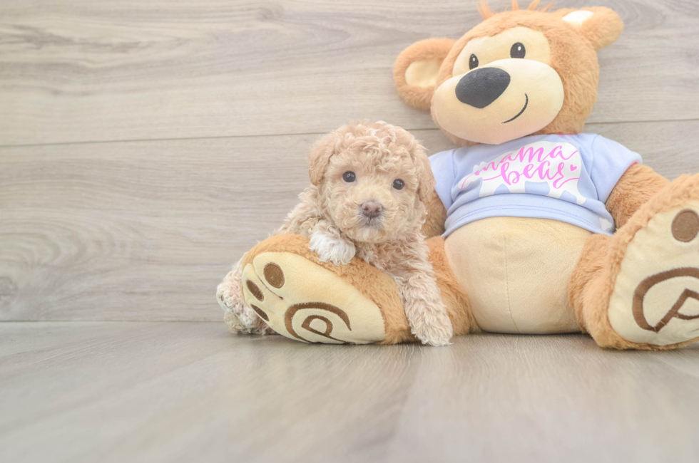 6 week old Maltipoo Puppy For Sale - Simply Southern Pups