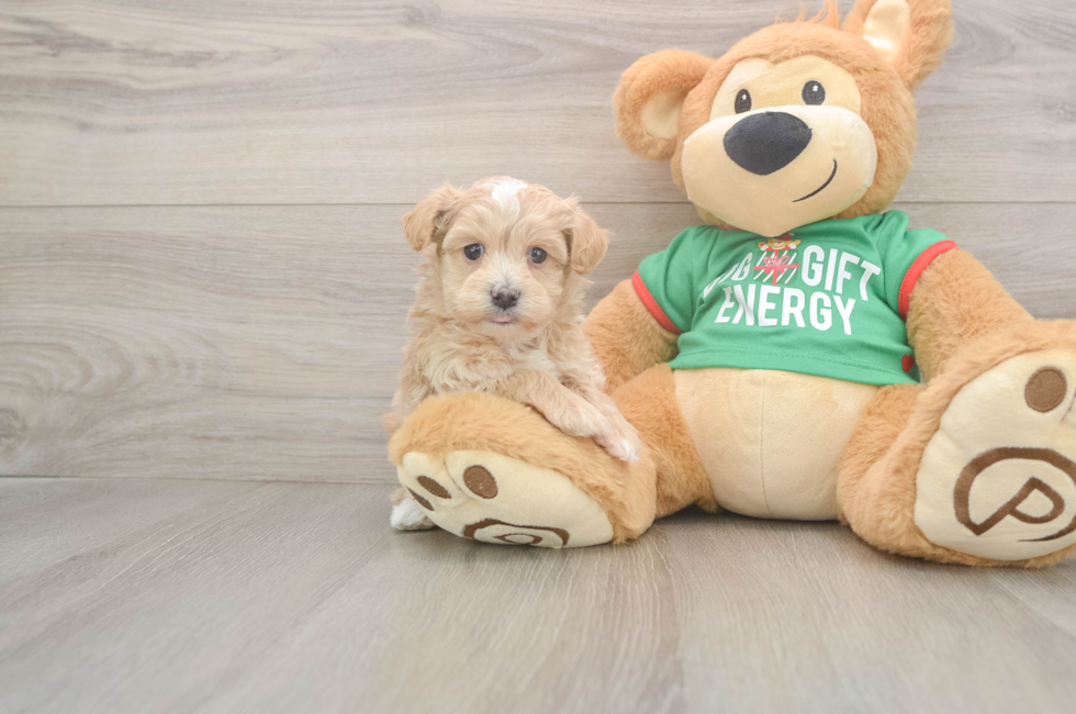 5 week old Maltipoo Puppy For Sale - Simply Southern Pups