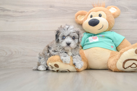 Fluffy Maltipoo Poodle Mix Pup