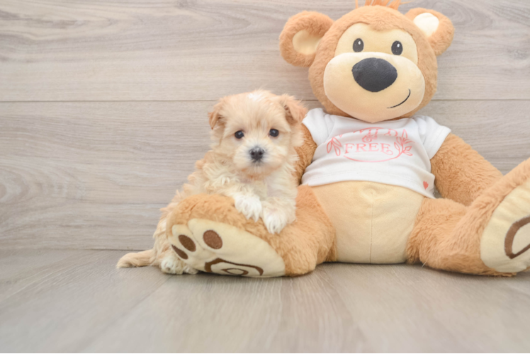 Maltipoo Pup Being Cute