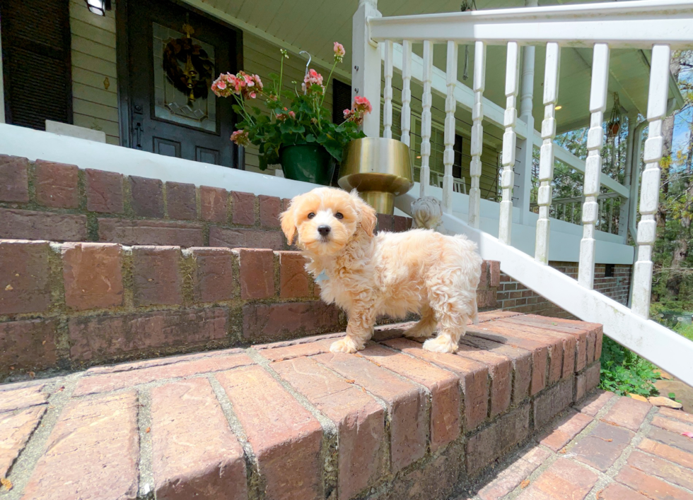 Maltipoo Puppy for Adoption