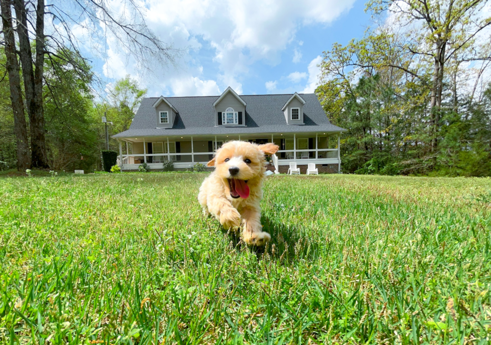 Maltipoo Pup Being Cute