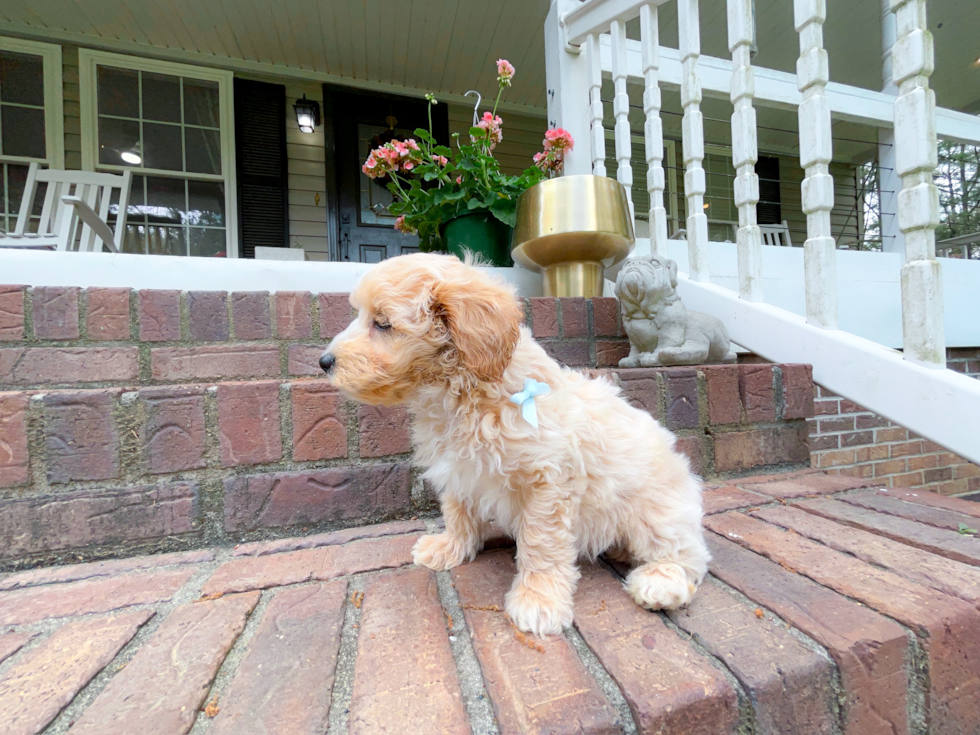 Cute Malt a Poo Poodle Mix Puppy