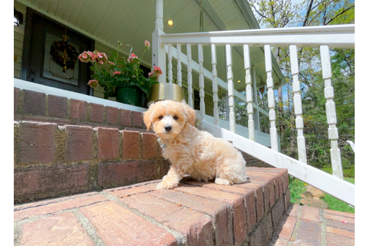 Cute Maltipoo Baby