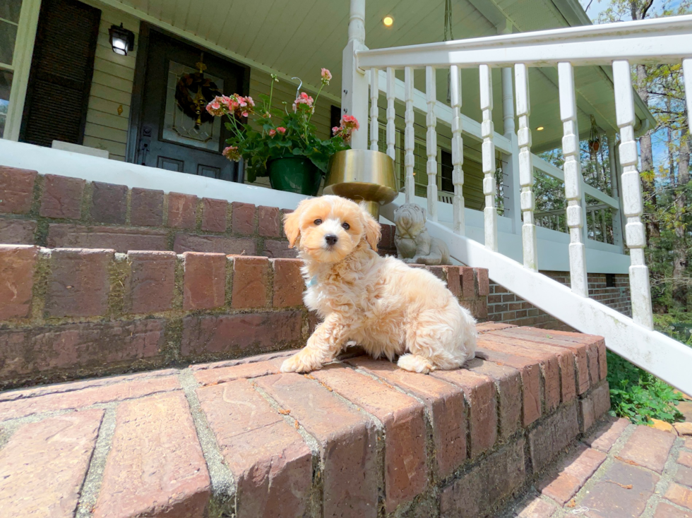 Cute Maltipoo Baby