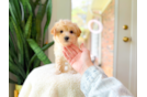 Cute Maltipoo Poodle Mix Pup