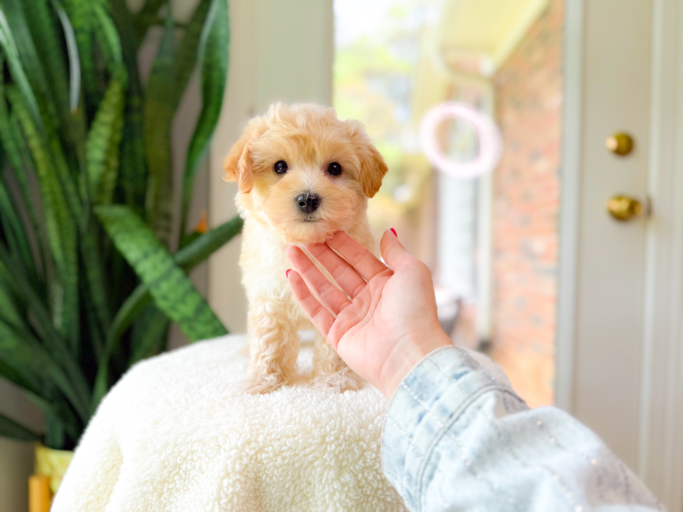 Cute Maltipoo Poodle Mix Pup