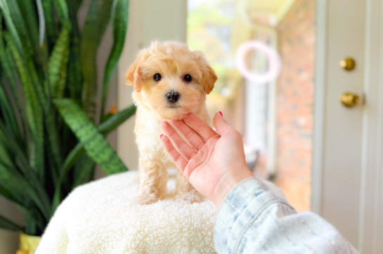 Cute Maltipoo Poodle Mix Pup