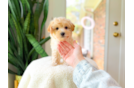 Cute Maltipoo Baby