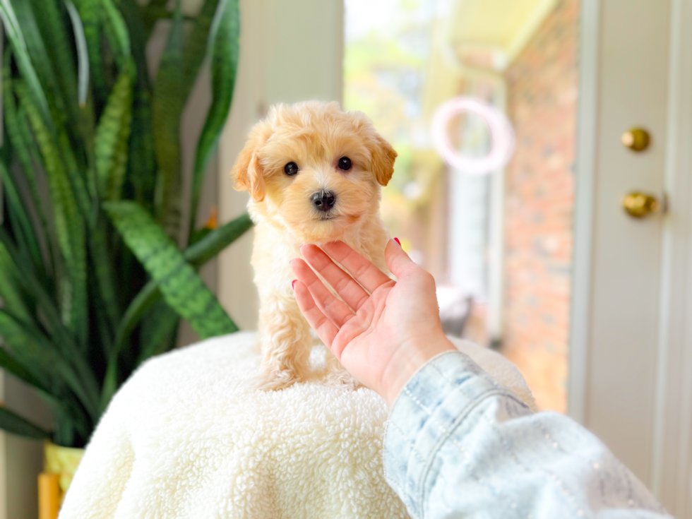Cute Maltipoo Baby