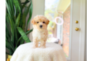 Maltipoo Pup Being Cute