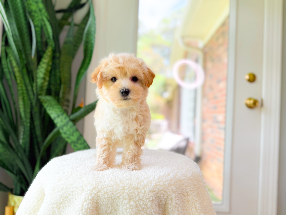 Maltipoo Pup Being Cute