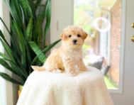 11 week old Maltipoo Puppy For Sale - Simply Southern Pups