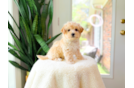 Cute Maltipoo Poodle Mix Pup