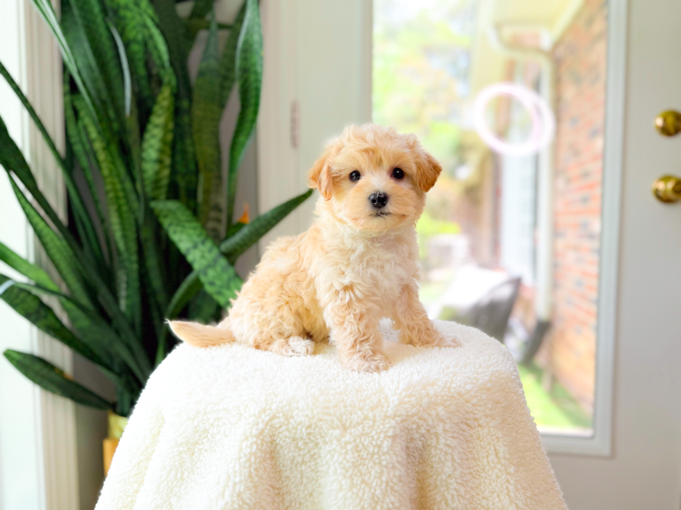 Cute Maltipoo Poodle Mix Pup