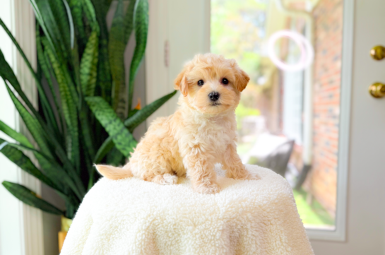 Cute Maltipoo Poodle Mix Pup