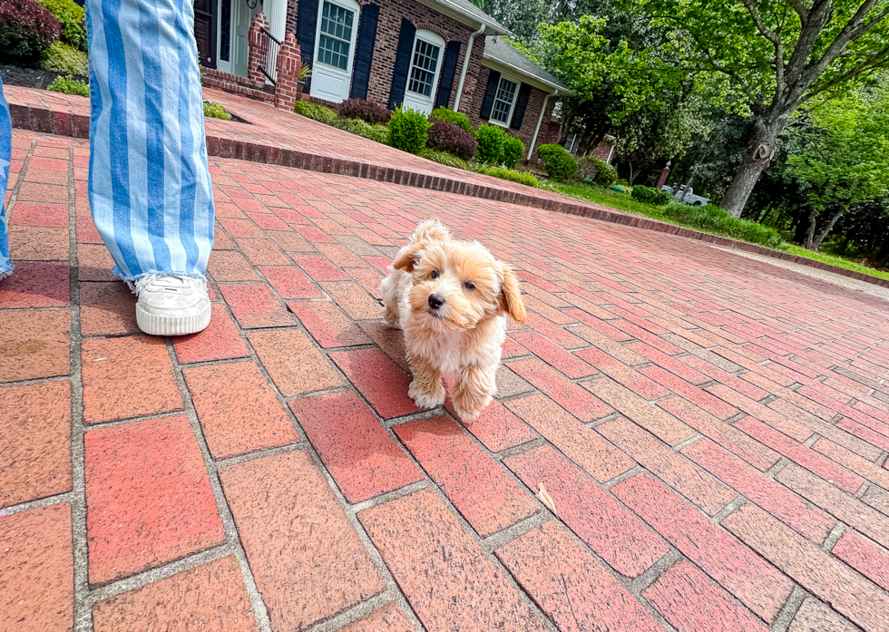 Cute Malt a Poo Poodle Mix Puppy
