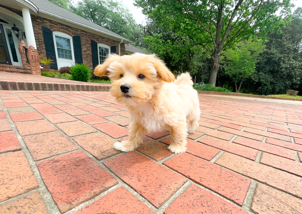 Cute Maltipoo Poodle Mix Pup