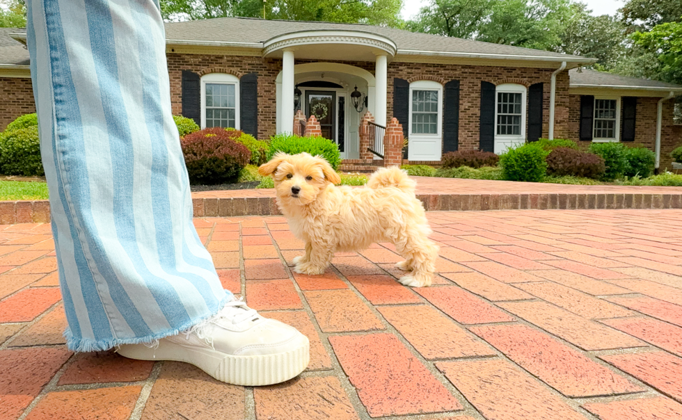 Maltipoo Puppy for Adoption