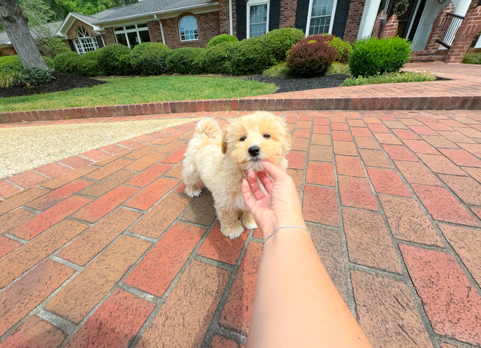 Cute Maltipoo Baby