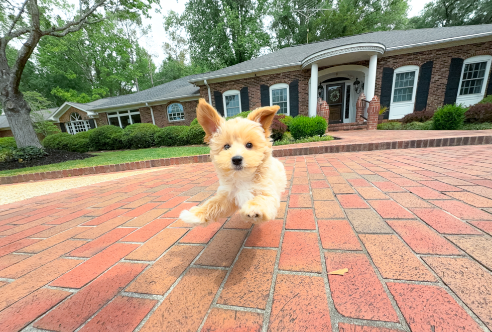 Maltipoo Pup Being Cute