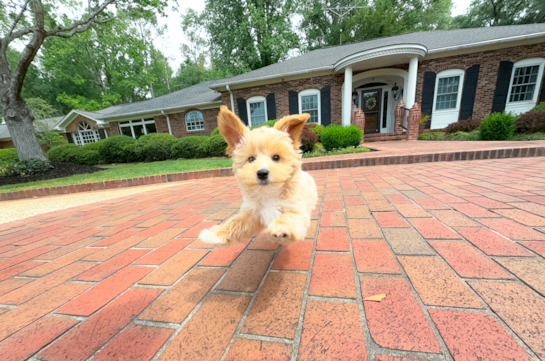 Maltipoo Pup Being Cute