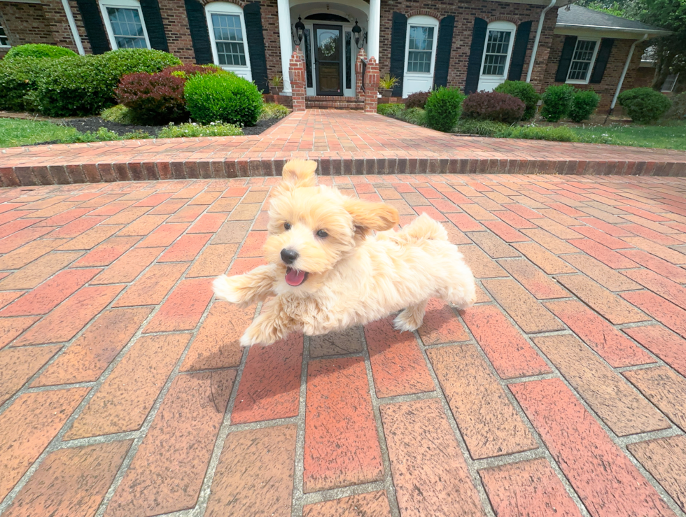 Cute Maltipoo Poodle Mix Pup