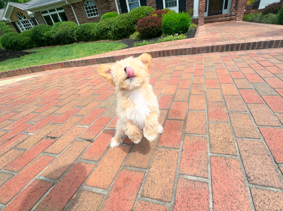 Cute Malt a Poo Poodle Mix Puppy
