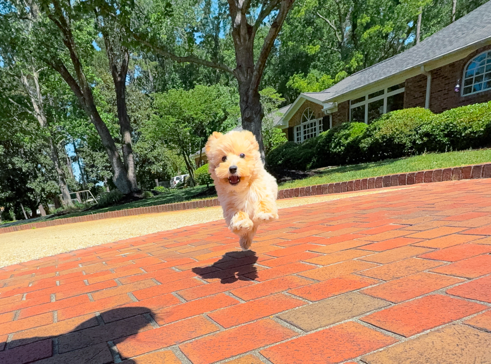 Best Maltipoo Baby