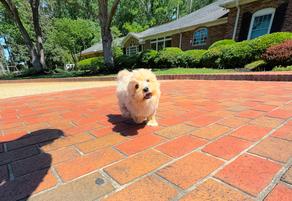 Maltipoo Puppy for Adoption