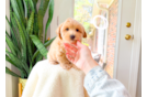 Maltipoo Puppy for Adoption