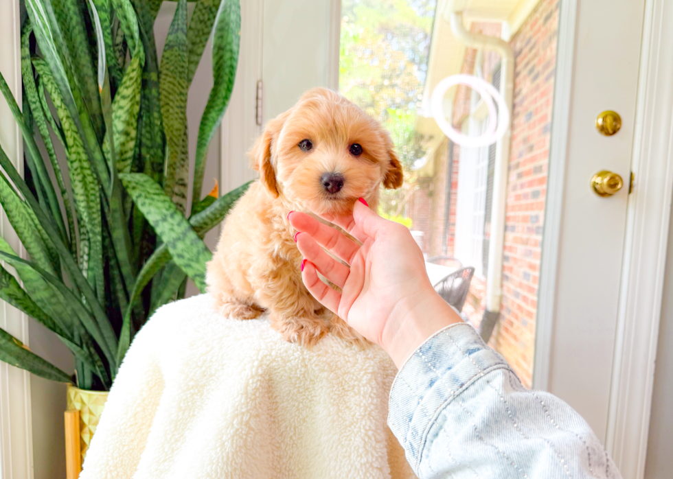 Maltipoo Puppy for Adoption