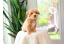Cute Maltipoo Baby