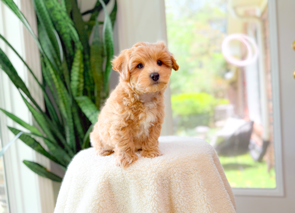Cute Maltipoo Baby