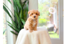 Best Maltipoo Baby