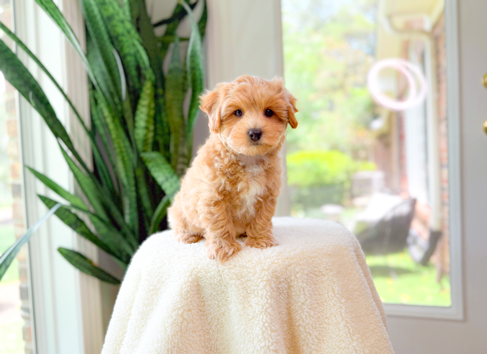 Best Maltipoo Baby