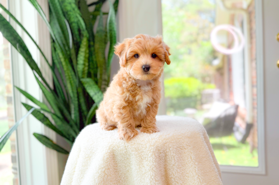 Best Maltipoo Baby