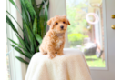 Best Maltipoo Baby