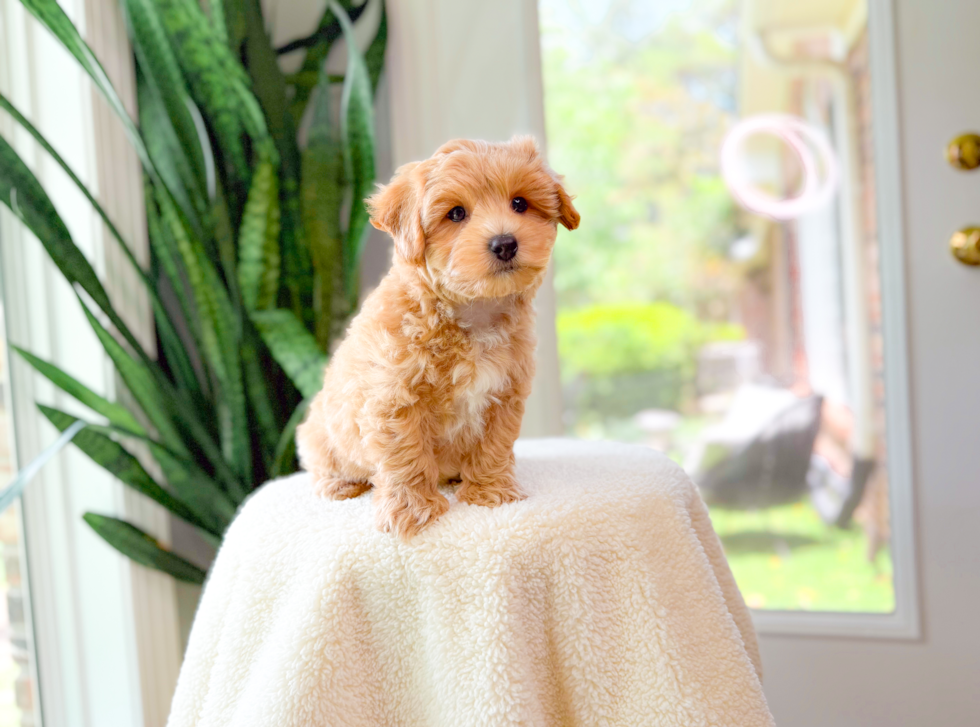 Best Maltipoo Baby