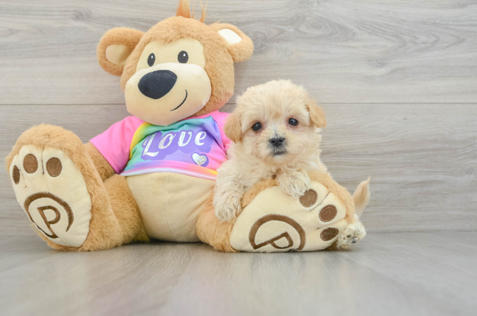 7 week old Maltipoo Puppy For Sale - Simply Southern Pups