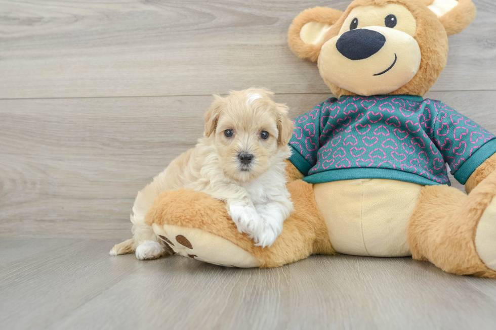 Cute Maltipoo Baby