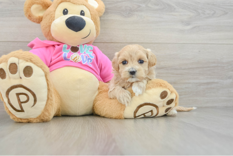Adorable Multipoo Poodle Mix Puppy