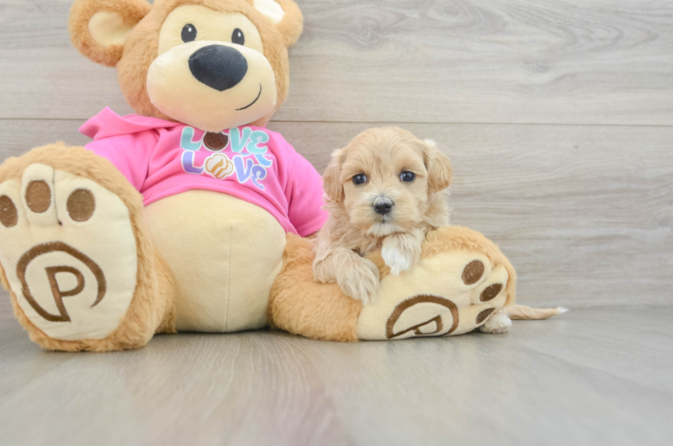 6 week old Maltipoo Puppy For Sale - Simply Southern Pups