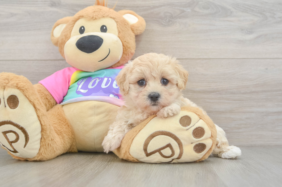 5 week old Maltipoo Puppy For Sale - Simply Southern Pups