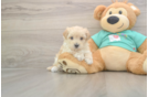 Adorable Malt a Poo Poodle Mix Puppy