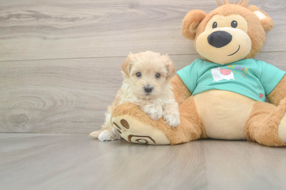 5 week old Maltipoo Puppy For Sale - Simply Southern Pups