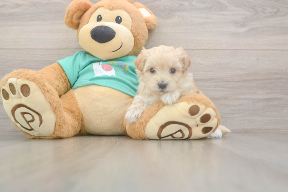 Popular Maltipoo Poodle Mix Pup