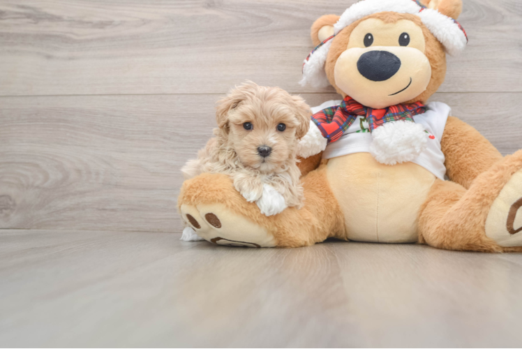 Maltipoo Puppy for Adoption